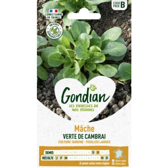 Mâche Verte de Cambrai - GONDIAN