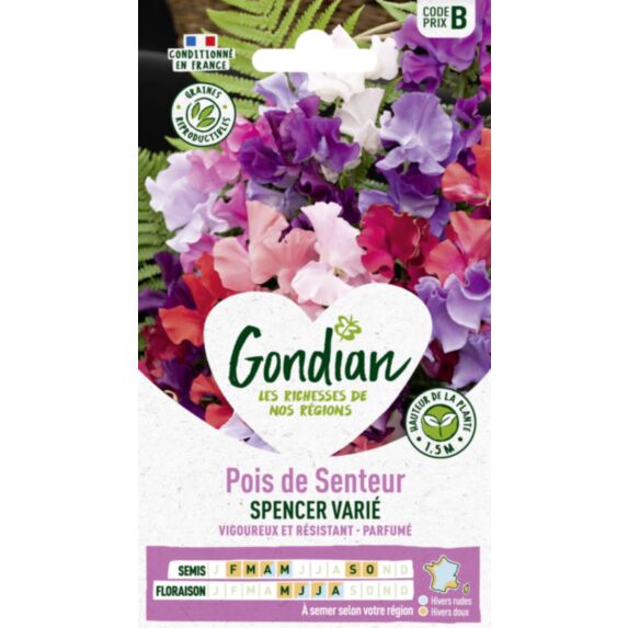 Pois de Senteur Spencer Varié - GONDIAN