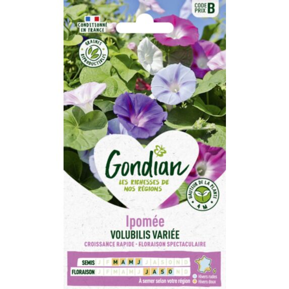 Ipomée Volubilis Variée - GONDIAN