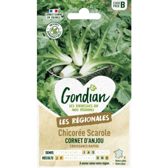 Chicorée Cornet d'Anjou - GONDIAN