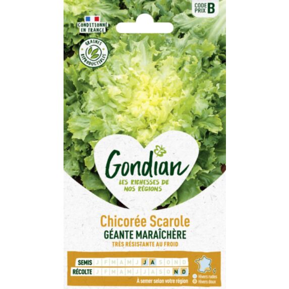 Chicorée Géante Maraîchère - GONDIAN
