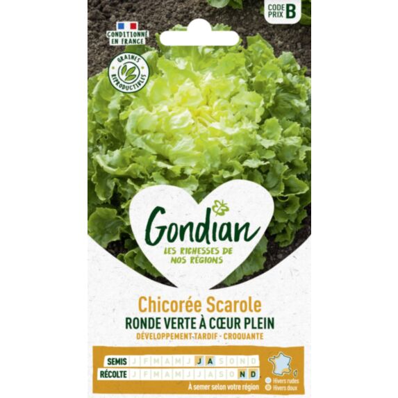 Chicorée Ronde Verte à Cœur Plein - GONDIAN