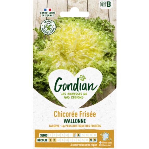 Chicorée Wallonne race Lorca - GONDIAN