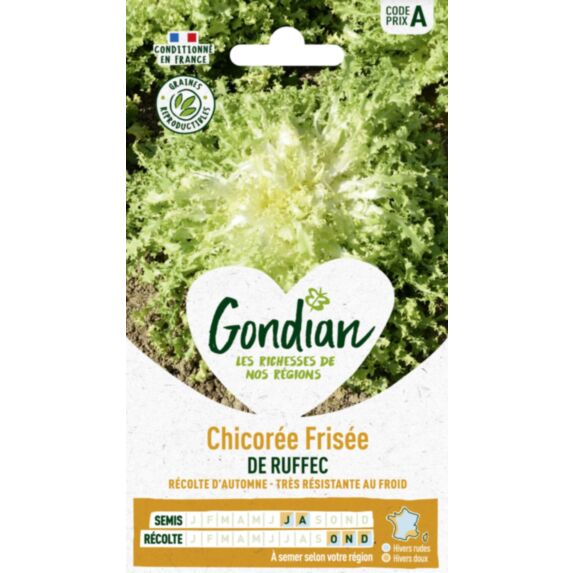 Chicorée de Ruffec - GONDIAN