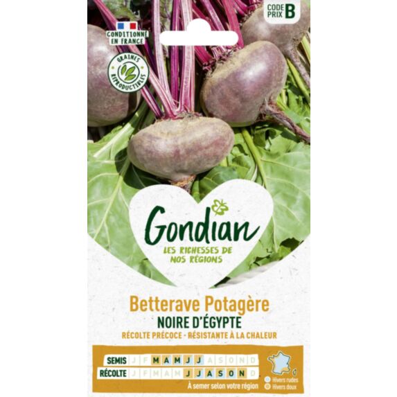 Betterave potagère Noire Plate d'Egypte - GONDIAN
