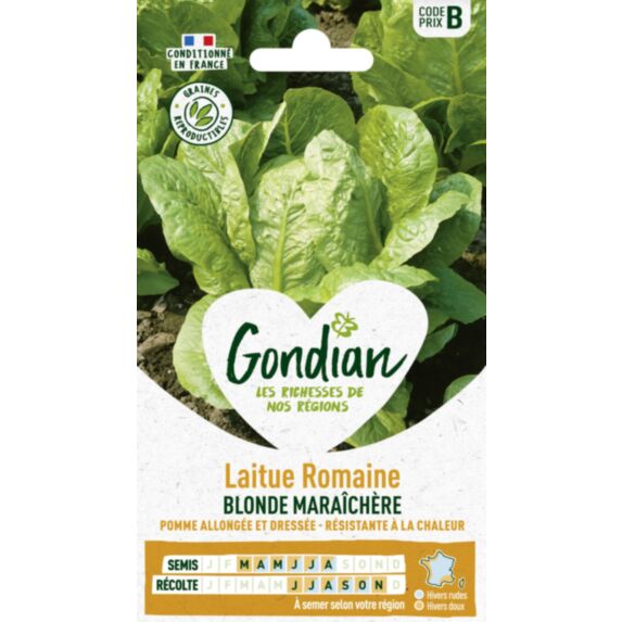 Laitue Blonde Maraîchère - GONDIAN