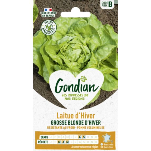 Laitue Grosse Blonde d'Hiver - GONDIAN