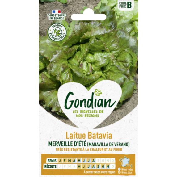Laitue Maravilla de Verano - GONDIAN