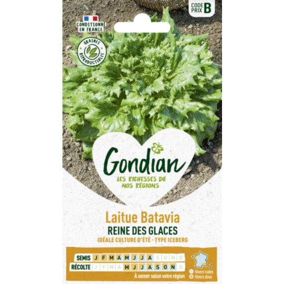 Laitue Reine des Glaces - GONDIAN