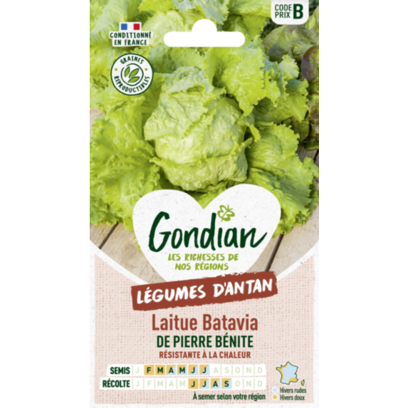 Laitue de Pierre Bénite - GONDIAN