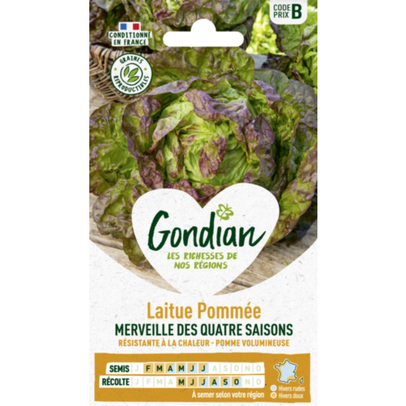 Laitue Merveille des Quatre Saisons - GONDIAN