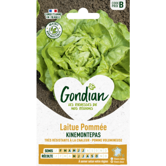 Laitue Kinemontepas - GONDIAN