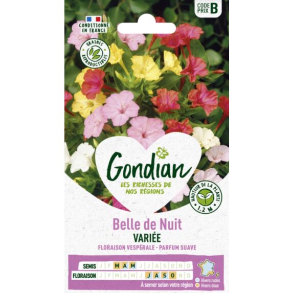 Belle de nuit Variée - GONDIAN
