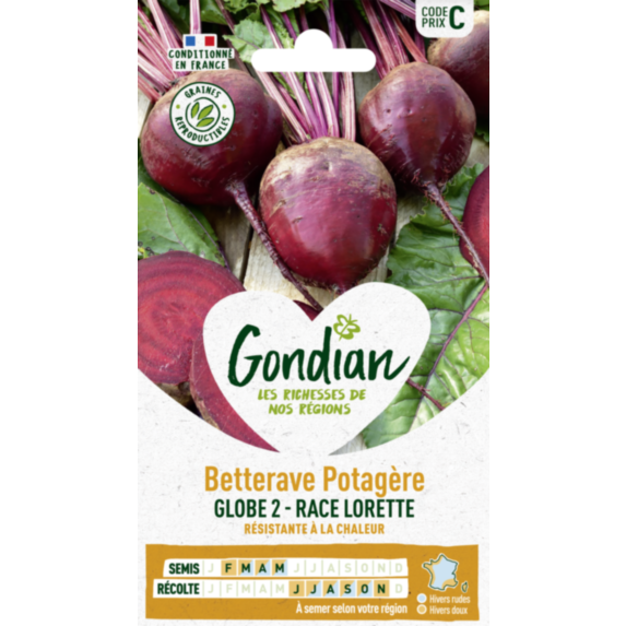 Betterave potagère Globe 2 race Lorette - GONDIAN