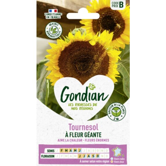Tournesol à Fleur Géante - GONDIAN