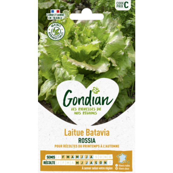 Laitue Rossia - GONDIAN