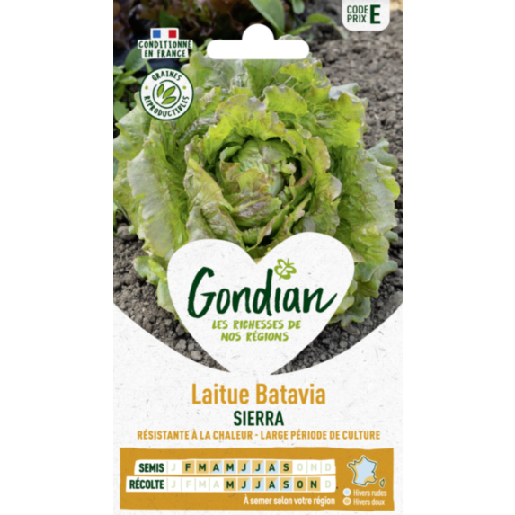 Laitue Sierra - GONDIAN