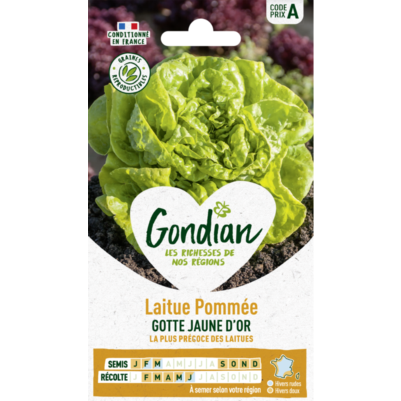 Laitue Gotte Jaune d'Or - GONDIAN