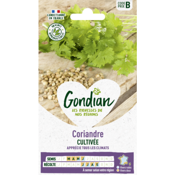 Coriandre Cultivée - GONDIAN