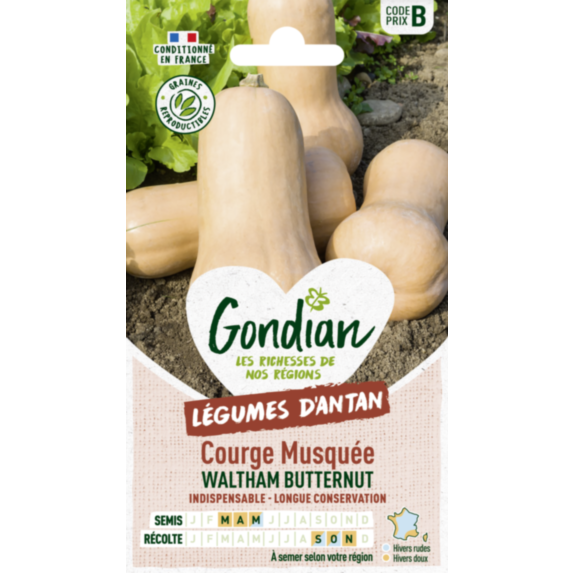 Courge Musquée Waltham Butternut - GONDIAN