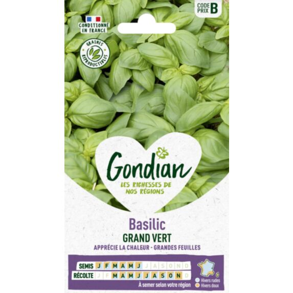 Basilic Grand Vert - GONDIAN
