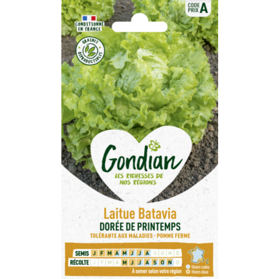 Laitue Dorée de Printemps - GONDIAN