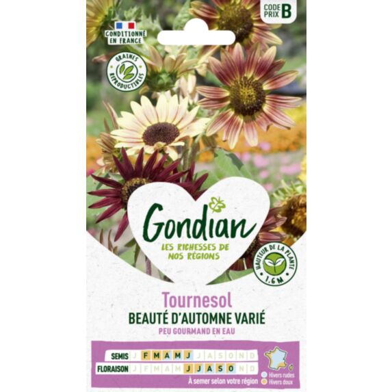 Tournesol Beauté d'Automne - GONDIAN