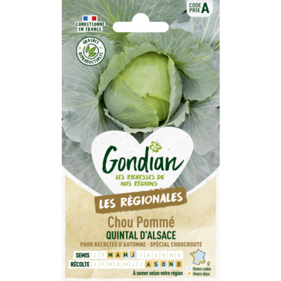 Chou Pommé Quintal d'Alsace - GONDIAN