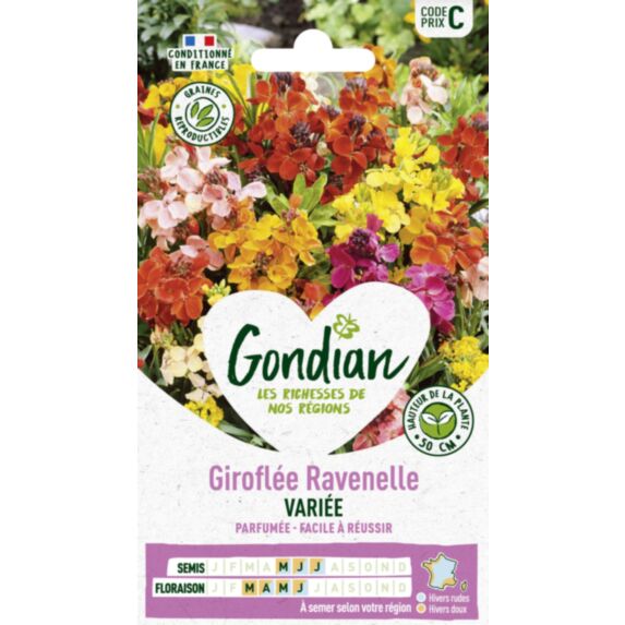 Giroflée Simple Variée - GONDIAN