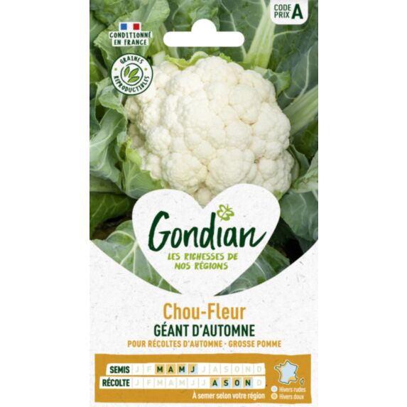 Chou-Fleur Géant d'Automne - GONDIAN