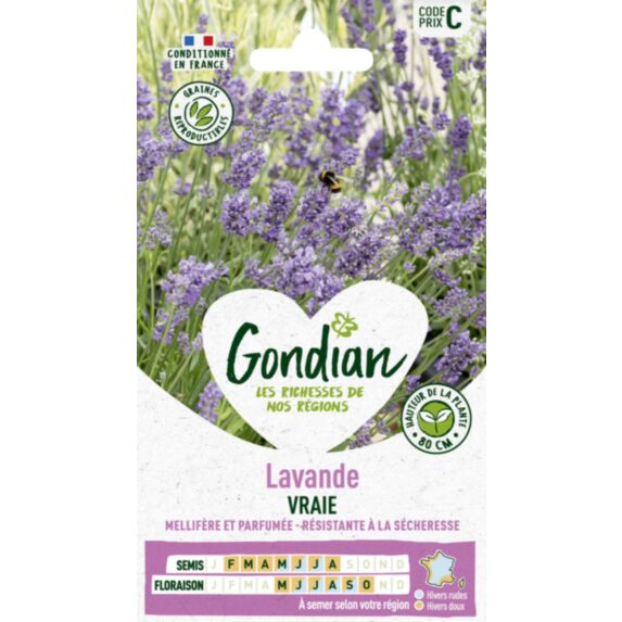 Lavande Vraie - GONDIAN