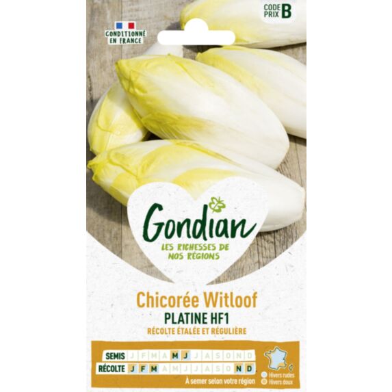 Chicorée Platine HF1 - GONDIAN