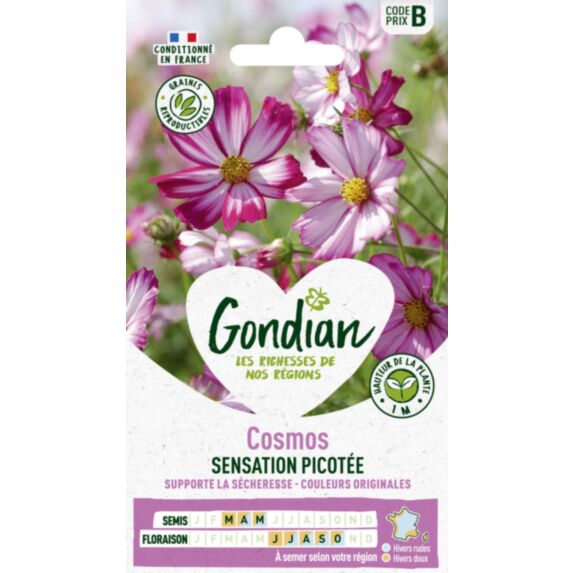 Cosmos Picotée - GONDIAN