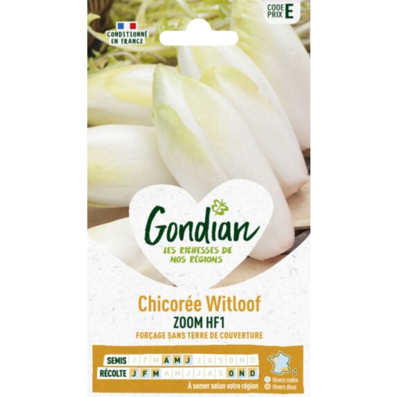 Chicorée Zoom HF1 - GONDIAN