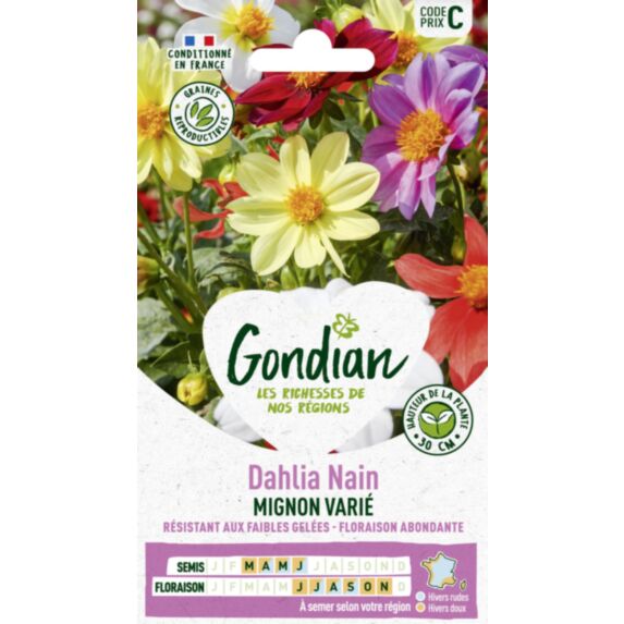 Dahlia Mignon Varié - GONDIAN