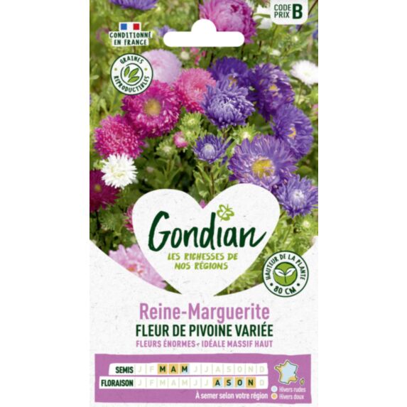 Reine-Marguerite à Fleur de Pivoine Variée - GONDIAN