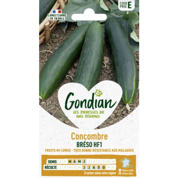 Concombre Breso HF1 - GONDIAN