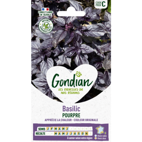 Basilic Pourpre - GONDIAN
