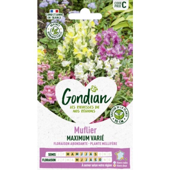 Muflier Maximum Varié - GONDIAN