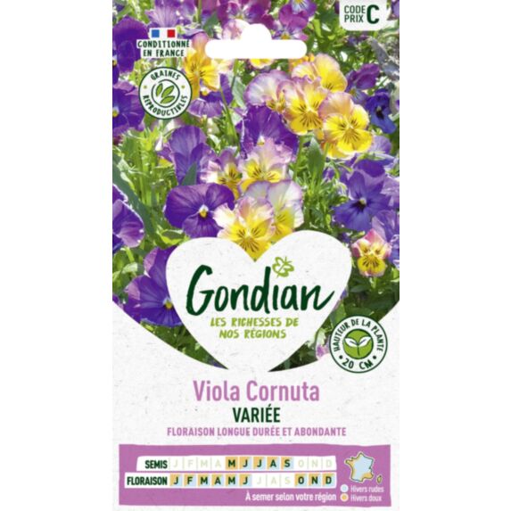Viola Cornuta Variée - GONDIAN