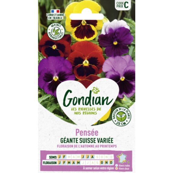 Pensée Géante Suisse Variée - GONDIAN