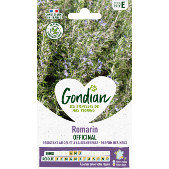 Romarin Officinal - GONDIAN