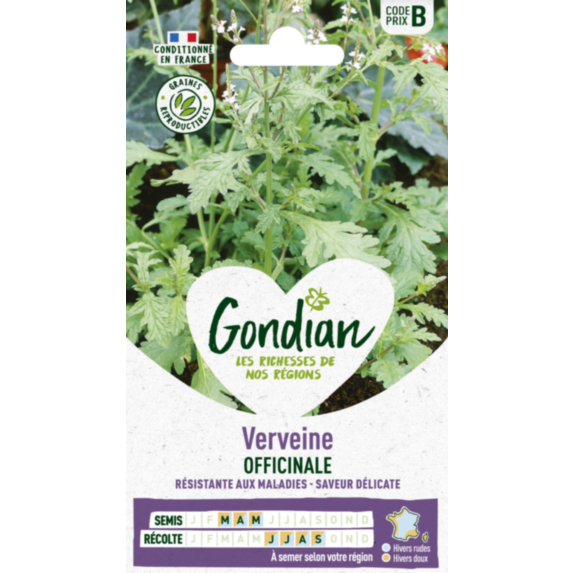 Verveine Officinale - GONDIAN
