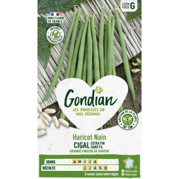 Haricot Cigal - GONDIAN