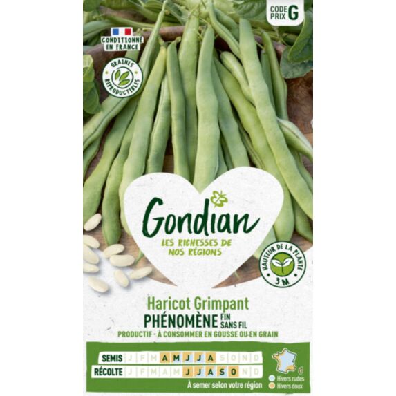 Haricot Phénomène - GONDIAN