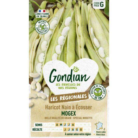 Haricot Mogex - GONDIAN