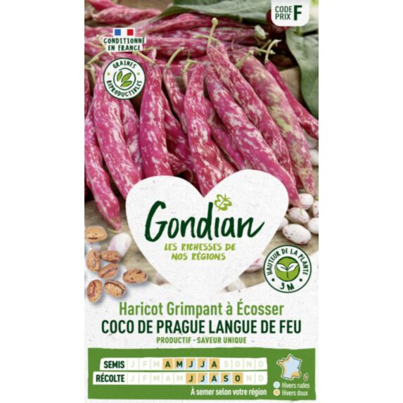 Haricot Coco de Prague Langue de Feu - GONDIAN