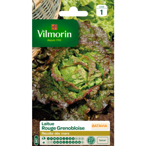 Laitue Rouge Grenobloise - VILMORIN