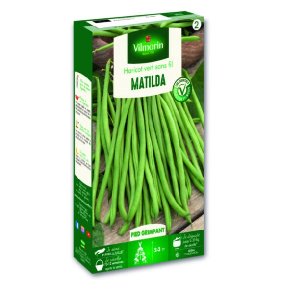Haricot Matilda - VILMORIN