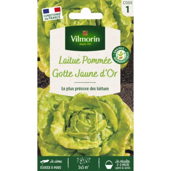 Graines Laitue Pommée Gotte Jaune d'Or - VILMORIN